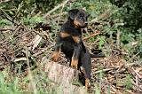 BEAUCERON - PUPPIES 159